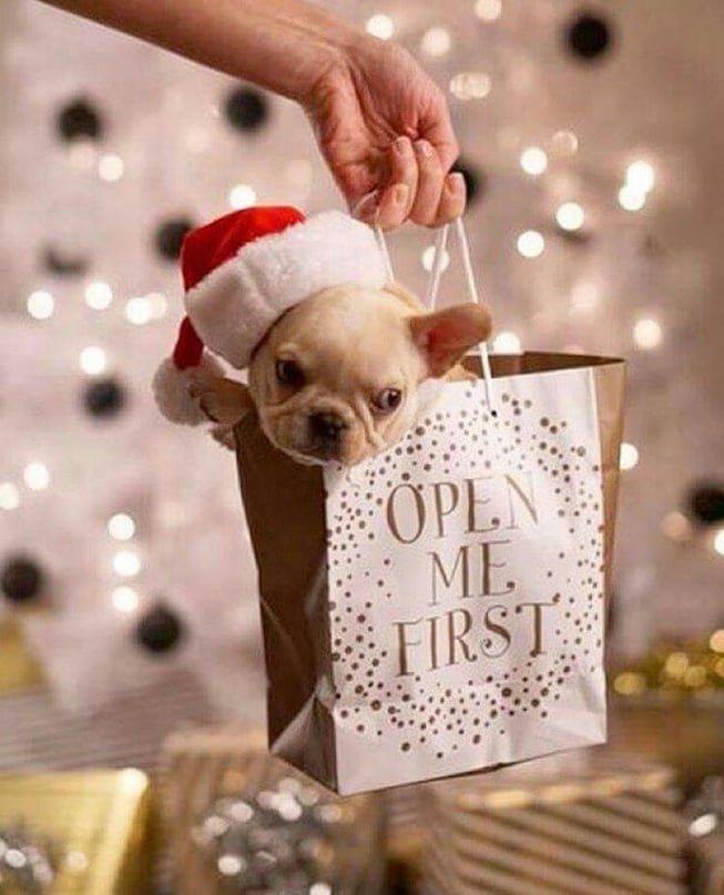 3d190345db10058df8e383beceacf448--gift-bags-french-bulldog-puppies.jpg