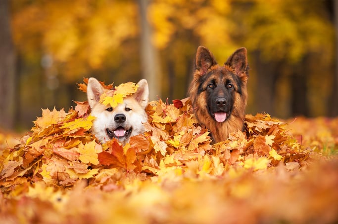 shutterstock_161451260.jpg