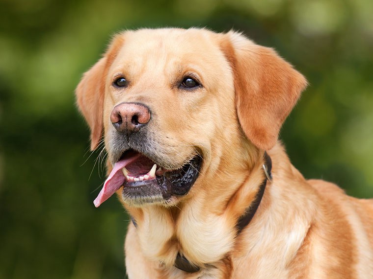 Lepto Outbreak: The Latest Good Reason to Implement GovPilot’s Pet Licensing Process